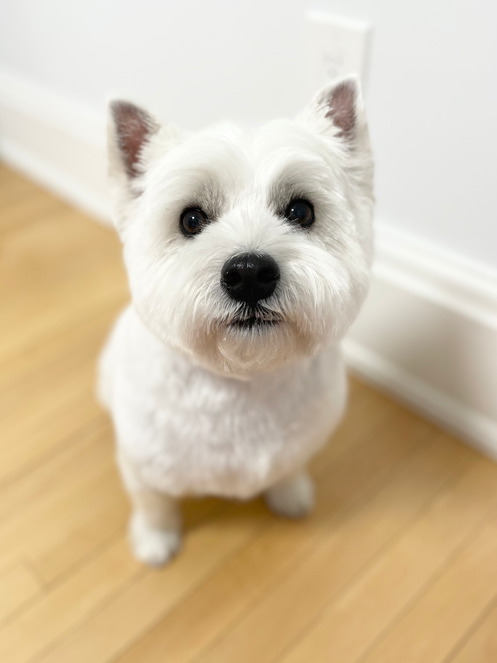 The Dog Grooming House | 384 Horrell Ave, Midland, ON L4R 2A6, Canada | Phone: (705) 433-1101