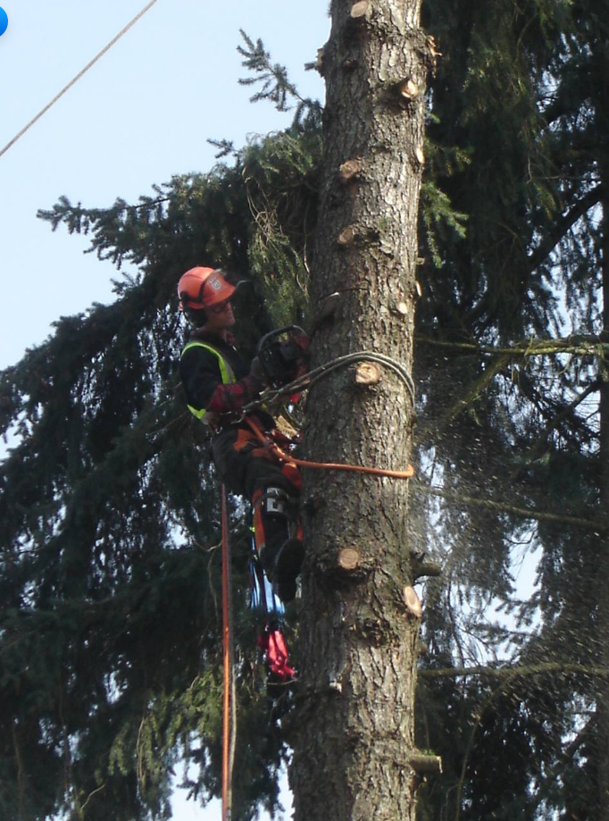 VRP Tree Service | 3097 Landmark Crescent, Nanaimo, BC V9T 5P9, Canada | Phone: (250) 327-7124