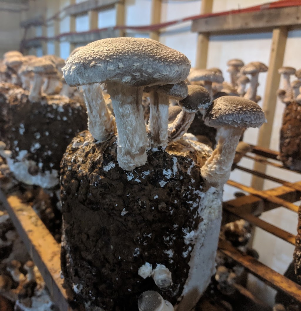 Mushroom Kingdom | 5278 248 St, Aldergrove, BC V4W 1A7, Canada | Phone: (778) 551-0909