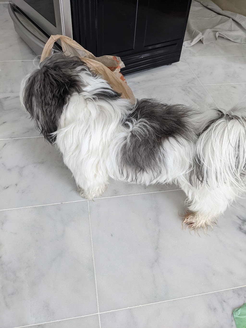 PAWsome Groomers | 3300 Gregoire Rd, Russell, ON K4R 1E5, Canada | Phone: (613) 445-3330