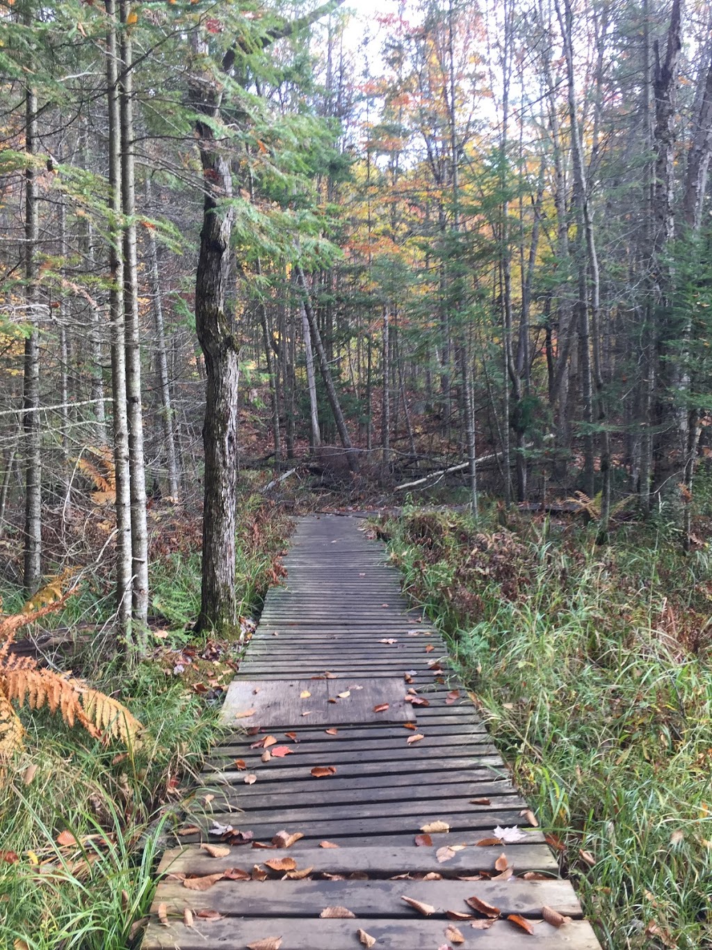 Mayflower Lake Trail | Huntsville, ON P1H 2J4, Canada | Phone: (705) 789-5105