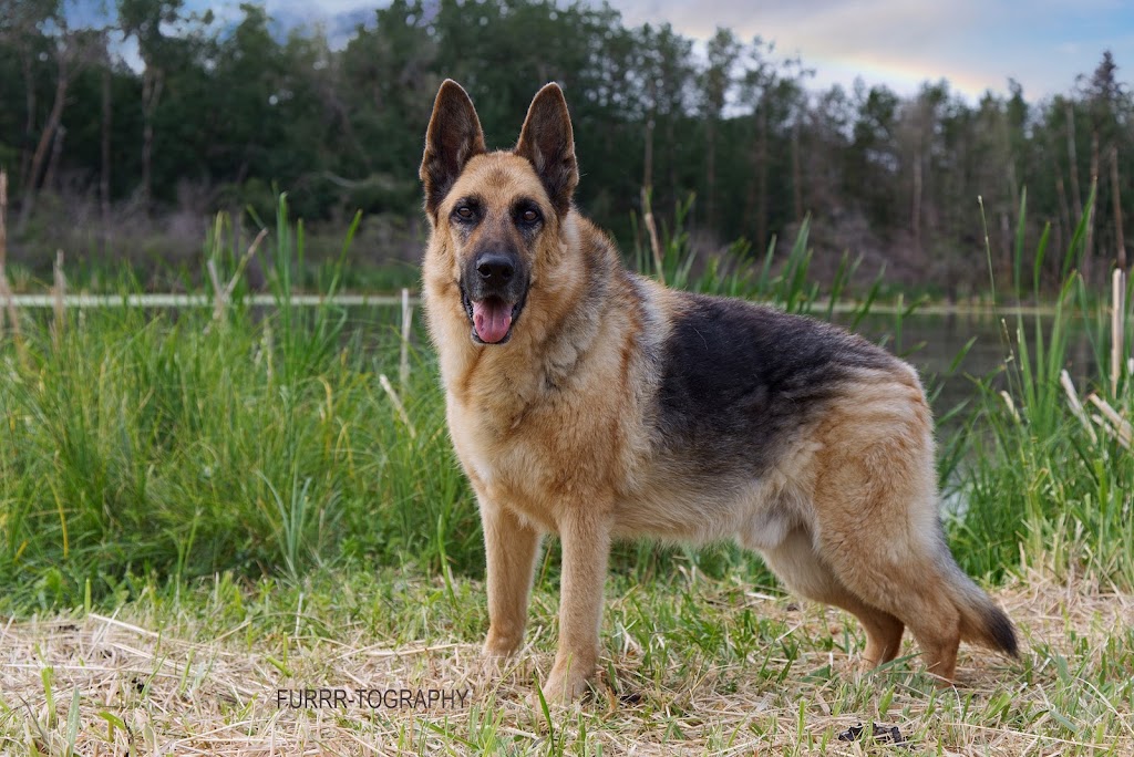 FURRR-TOGRAPHY (Pet Photographer) | 4423 47 St, Gibbons, AB T0A 1N0, Canada | Phone: (780) 923-3558