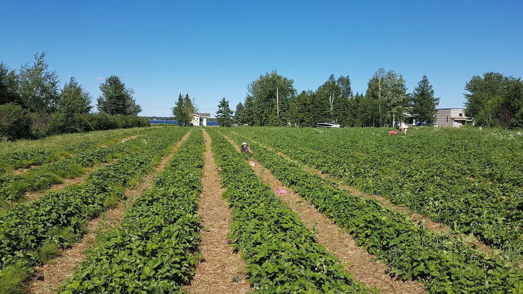 Ferme Nelson Paradis | 860 Chemin de lAube, Saint-Prime, QC G8J 0E3, Canada | Phone: (418) 671-9476