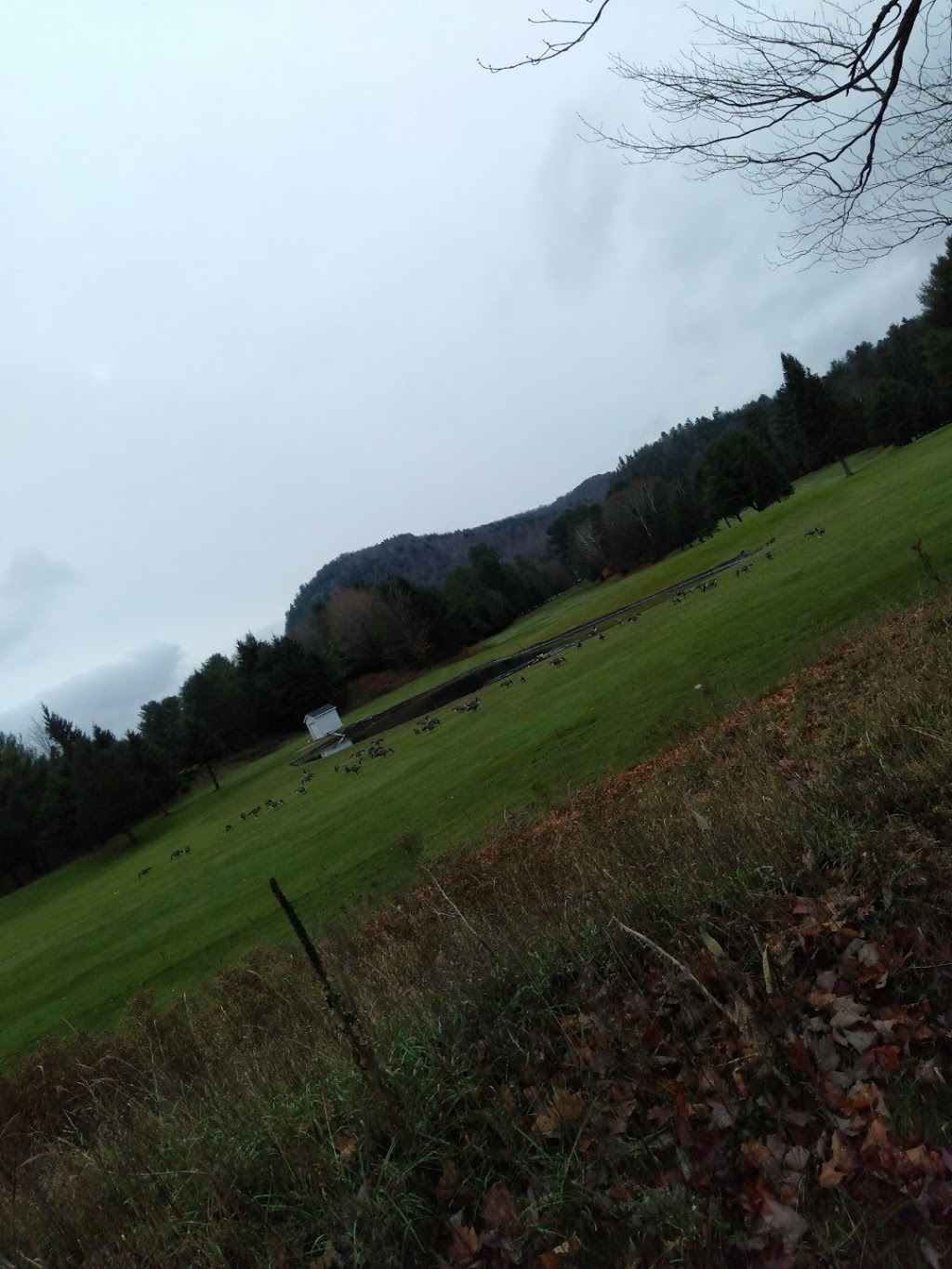 Alpine Golf Club | 1466 Rue des Copains, Sainte-Adèle, QC J8B 2A1, Canada | Phone: (450) 229-6600
