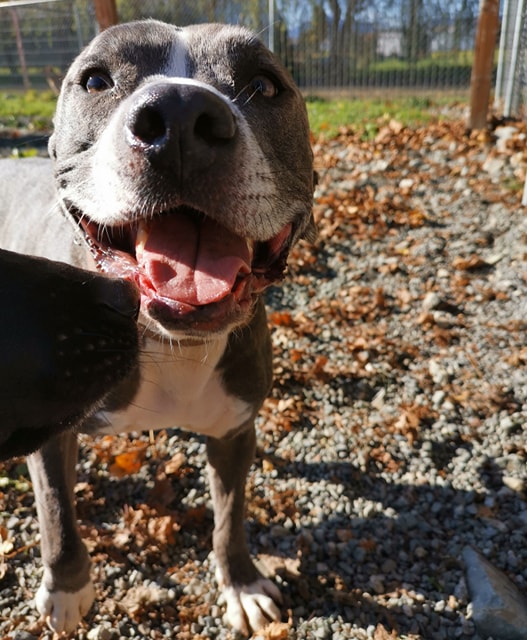 Posh Paws City Kennel | 8520 Broadway, Chilliwack, BC V2P 5V5, Canada | Phone: (604) 792-7674