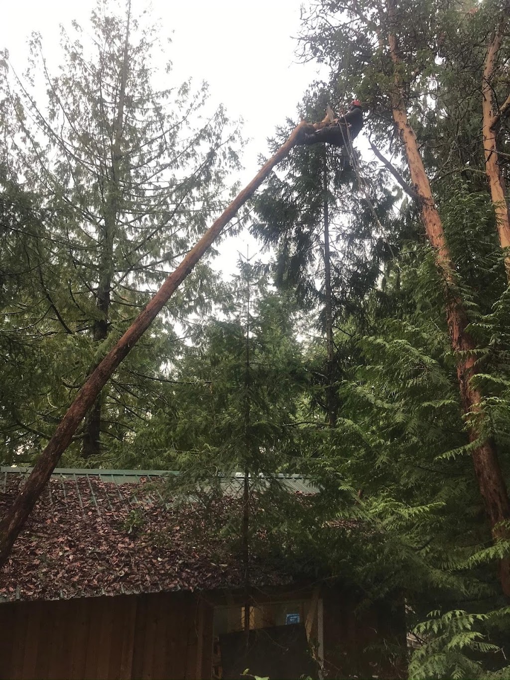 Onsight Tree Services | 5378 Winchester Rd, Sahtlam, BC V9L 6G1, Canada | Phone: (250) 893-0347