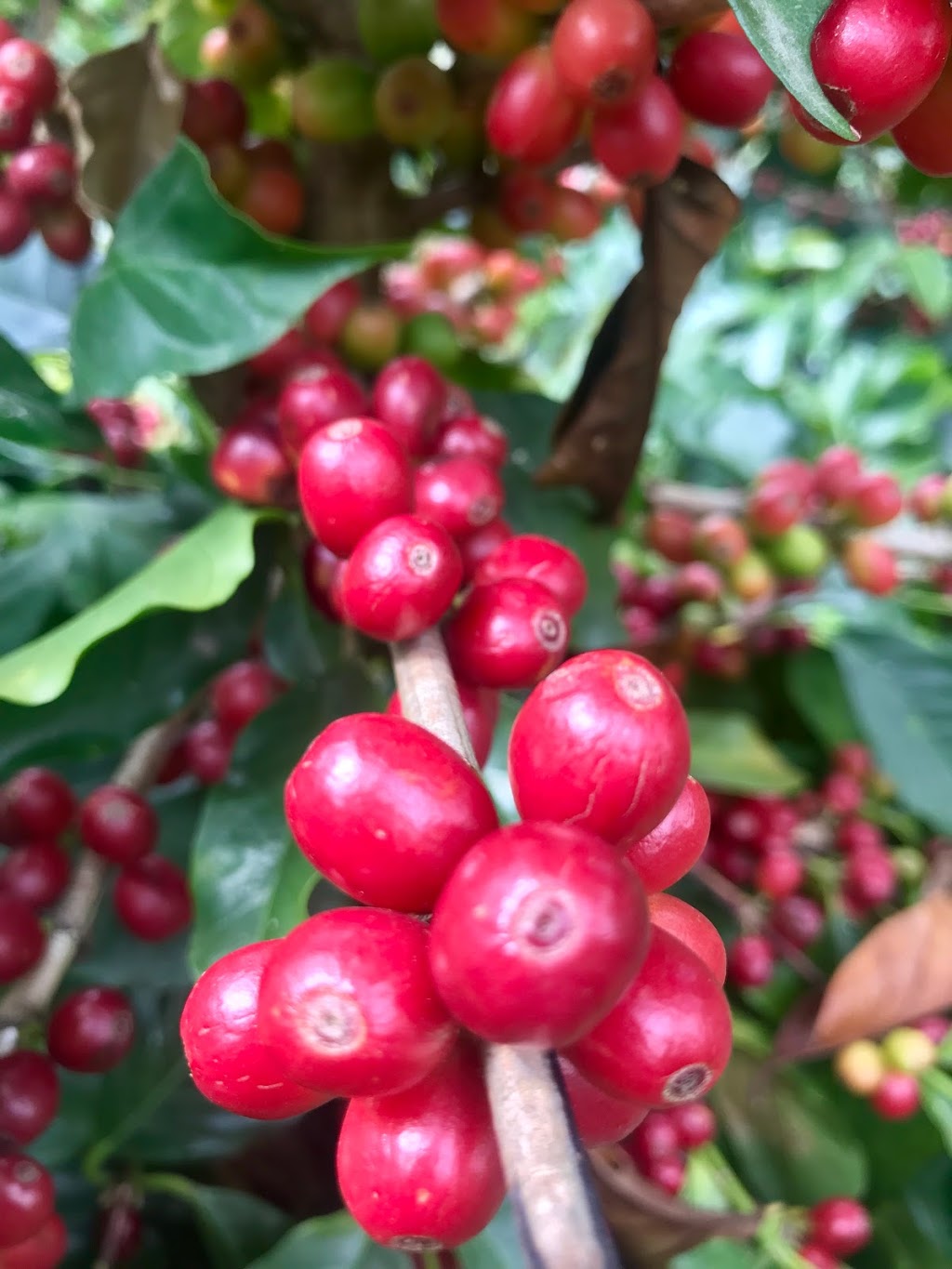 49th Parallel Coffee Roasters Head Office | 6741 Cariboo Rd #112, Burnaby, BC V3N 4A3, Canada | Phone: (604) 420-4900