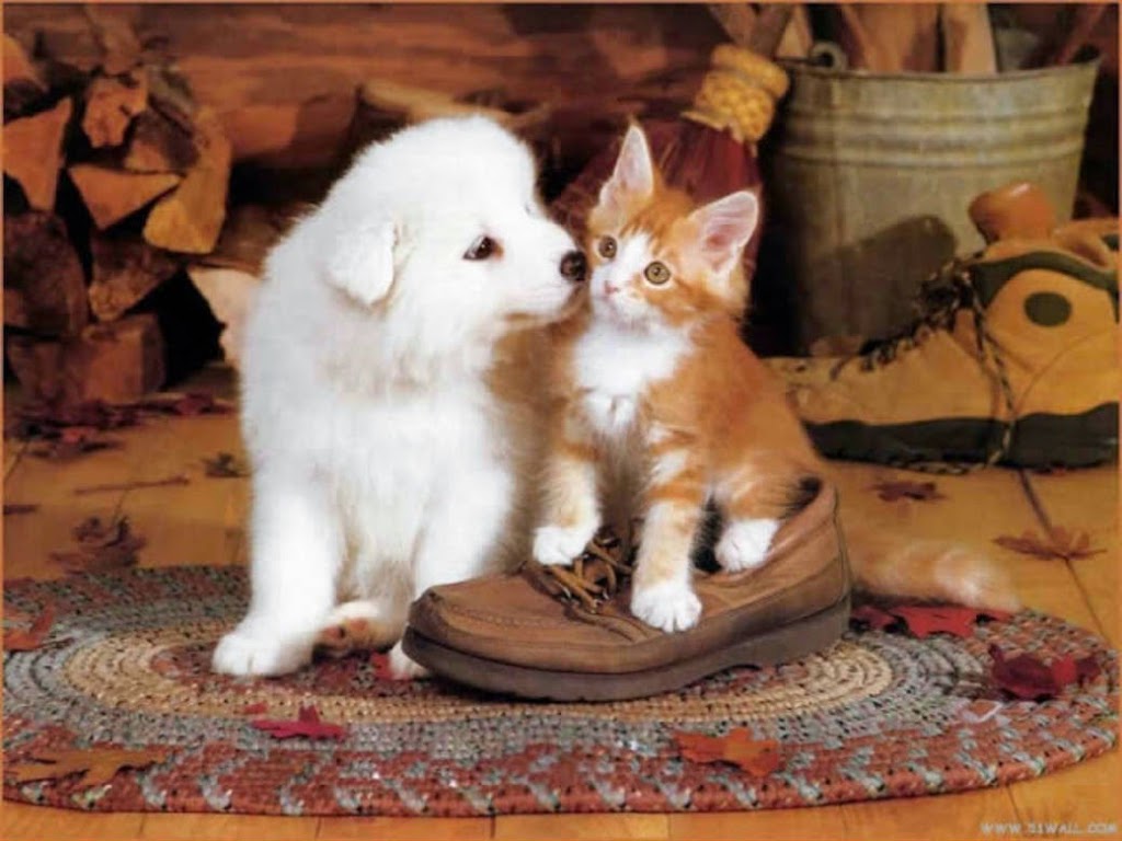 Yonge 16th Animal Hospital | 9218 Yonge St, Richmond Hill, ON L4C 7A2, Canada | Phone: (905) 597-1012