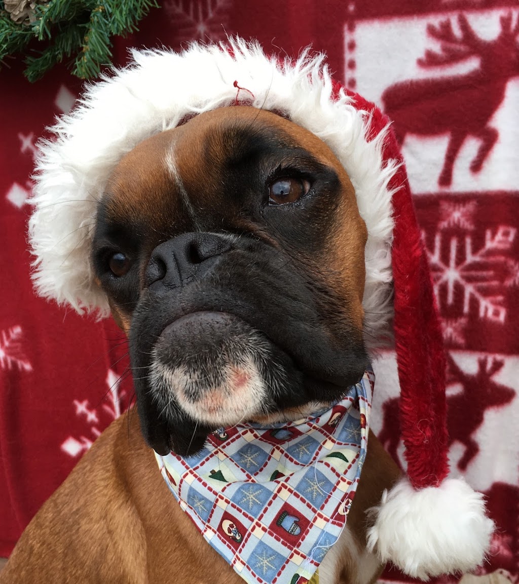 Me "N" Me Dogs | 593 Avondale Rd, Newport, NS B0N 2A0, Canada | Phone: (902) 798-7662