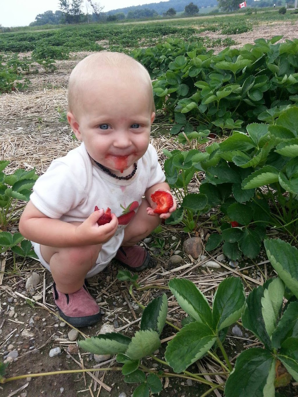 Vandorp Farms | 3786 Northumberland County Rd 28, Port Hope, ON L1A 3V6, Canada | Phone: (905) 373-3191