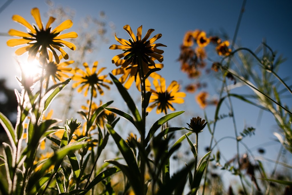 The Bee Spot | 695 County Rd 4, Tamworth, ON K0K 3G0, Canada | Phone: (705) 559-3269