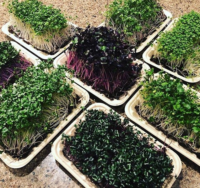 Valley Microgreens | 12 Constance Lake Rd, Kanata, ON K2K 1X7, Canada | Phone: (613) 447-7144