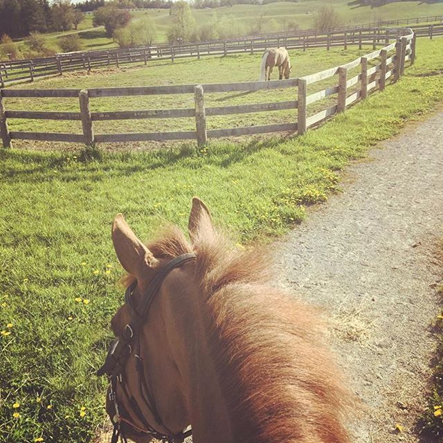 The Meadows Equine | 2495 Lloydtown Aurora Side Road, King City, ON L7B 1A3, Canada | Phone: (905) 841-9879