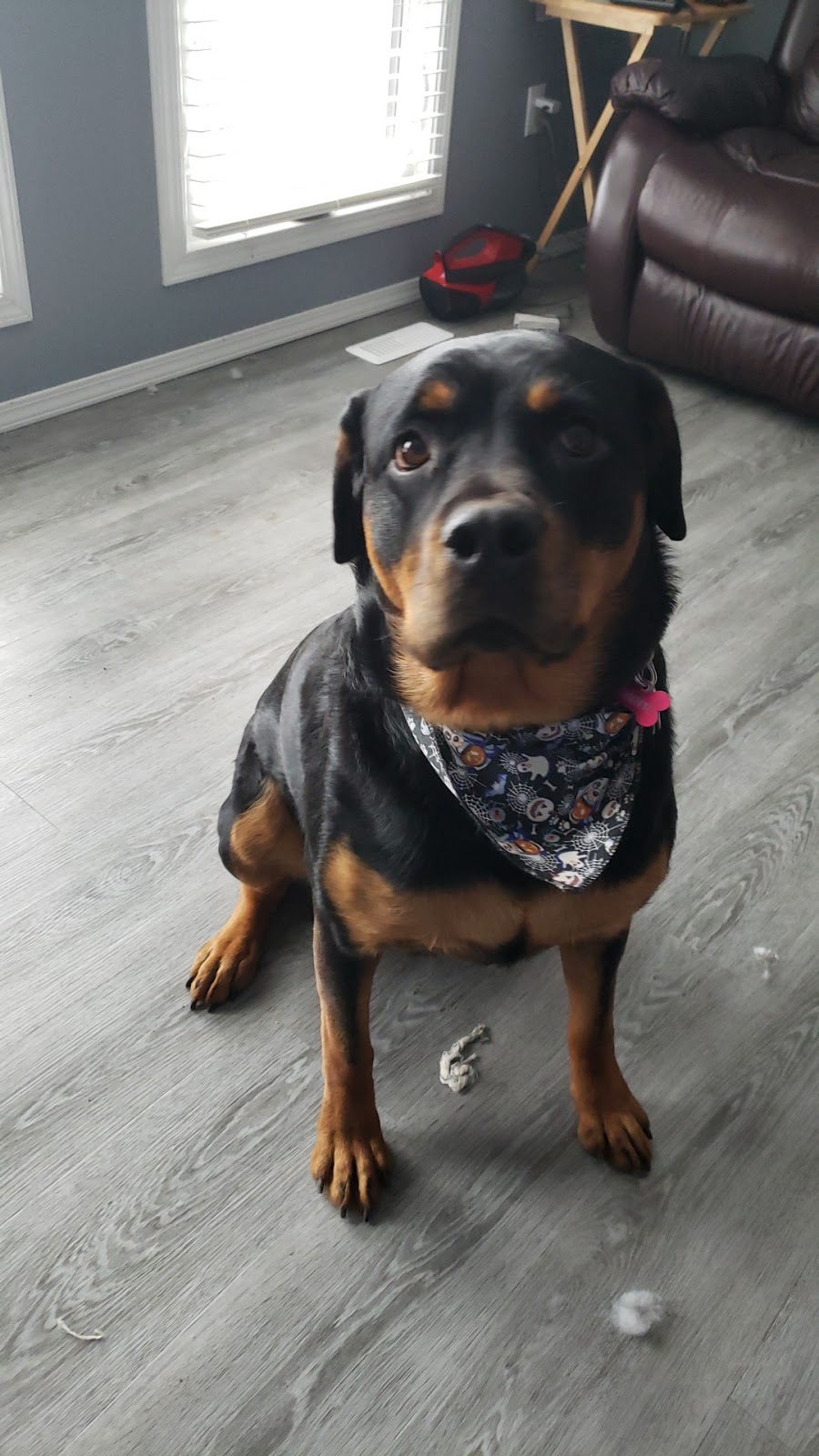Pleasant View Grooming & Pet Vacations | NW 10-43-16-W3, Battleford, SK S0M 0E0, Canada | Phone: (306) 937-3677