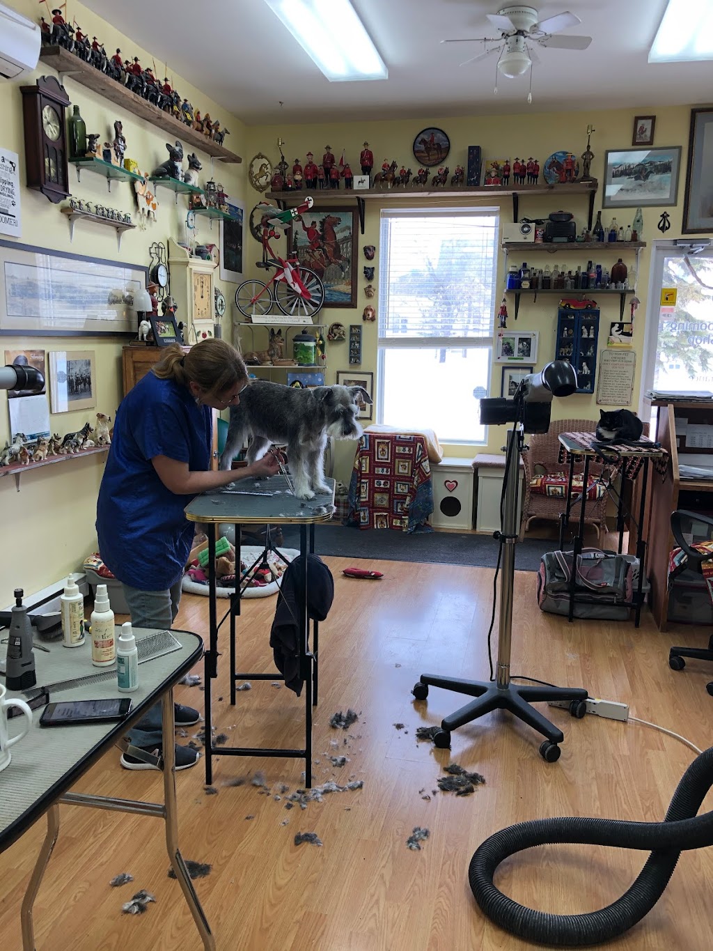 Tender Touch Pet Grooming | 449 Main St #5, Ile des Chênes, MB R0A 0T0, Canada | Phone: (204) 781-4741