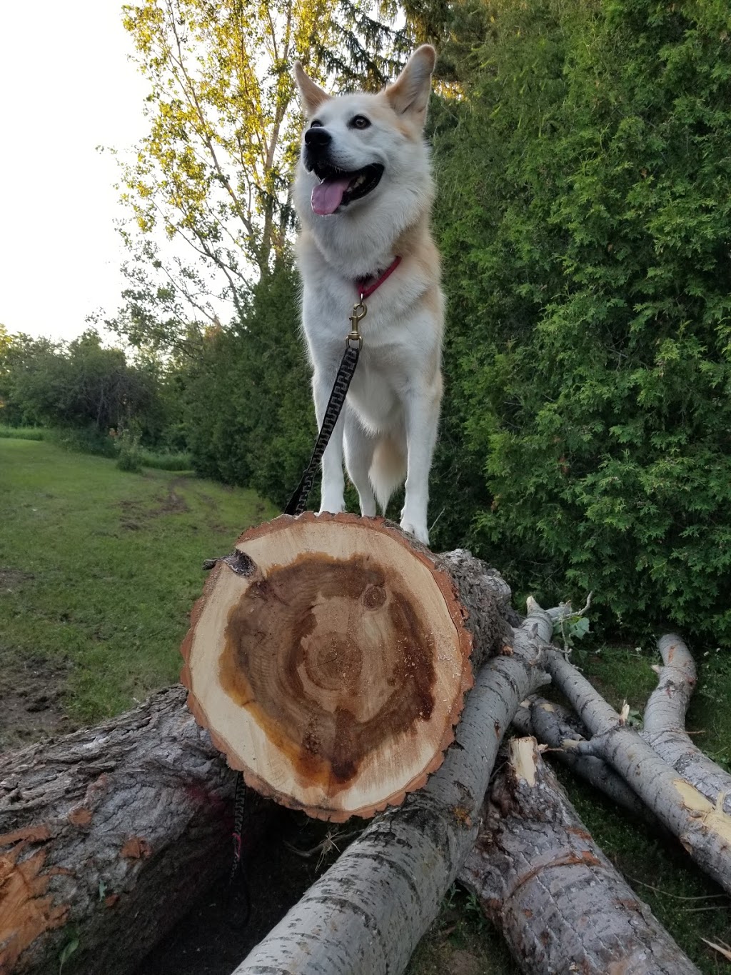 Andy Shields Park | 1455 Old Prescott Rd, Greely, ON K4P 1A7, Canada | Phone: (613) 580-2400