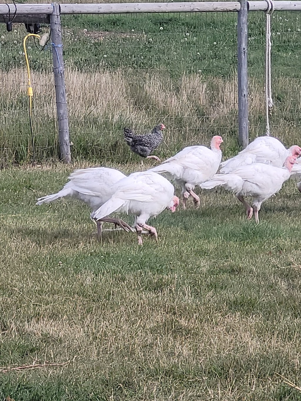 Bent Fence Farm | 60220, Range Rd 214, Thorhild, AB T0A 3J0, Canada | Phone: (780) 868-4138