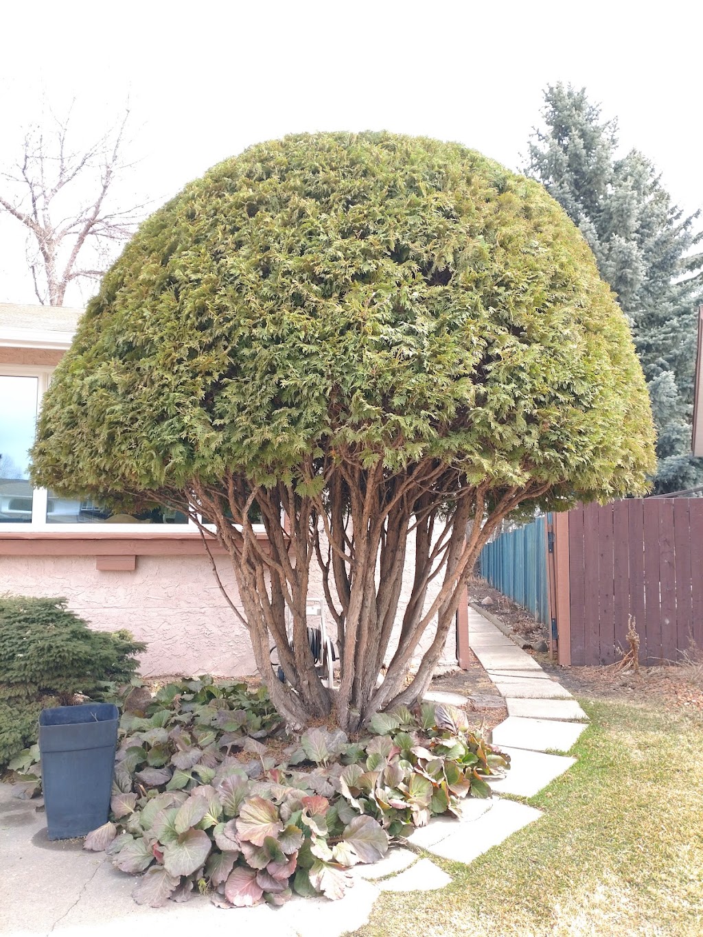 Canopy Tree Care | 5480 Meridian St NW, Edmonton, AB T6P 1R3, Canada | Phone: (780) 469-6655