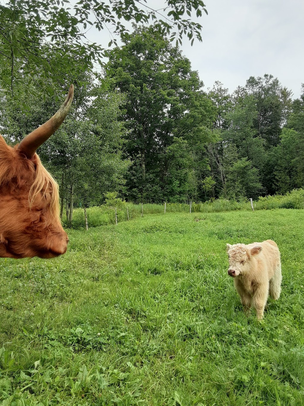 Ferme LIdéel | 1610 Rang Allaire, Sainte-Hélène-de-Chester, QC G0P 1H0, Canada | Phone: (819) 382-2773