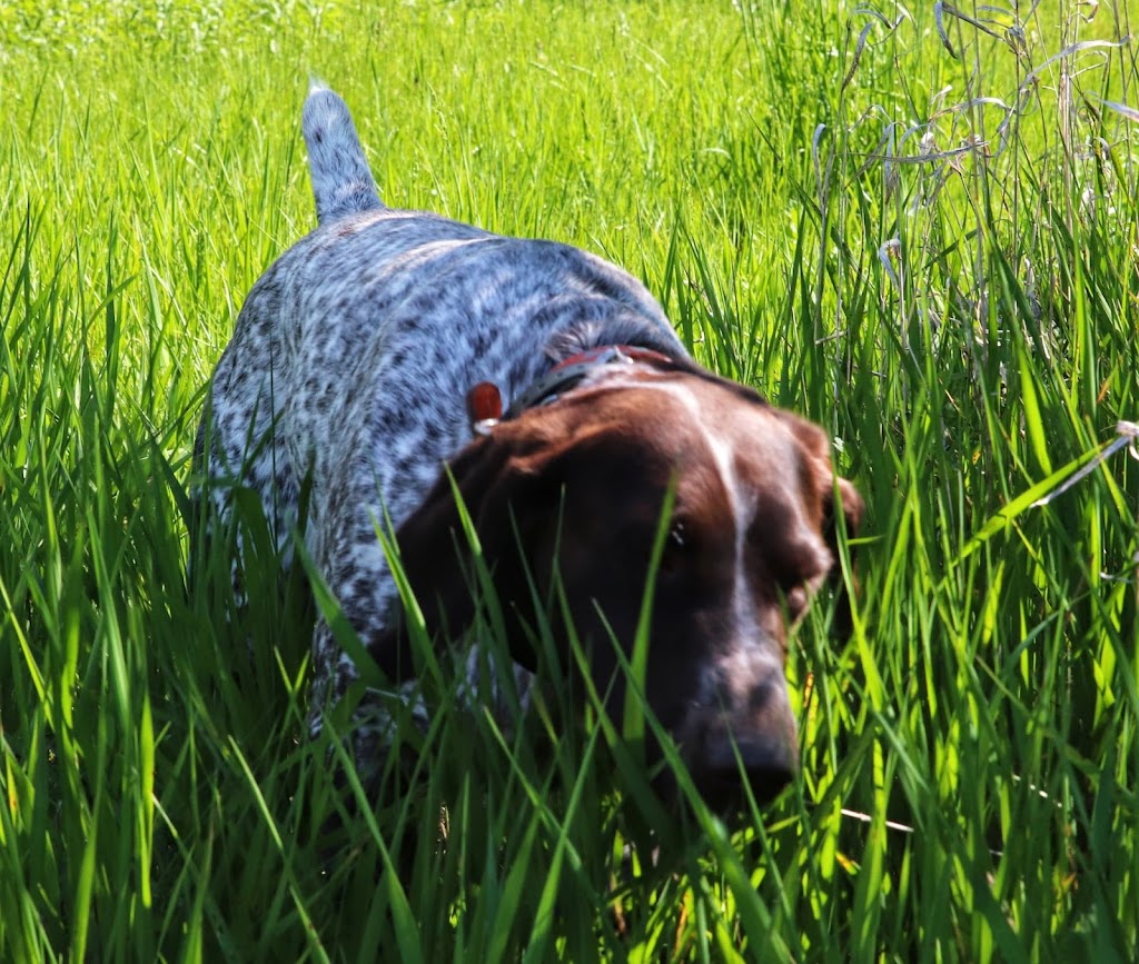 SevenStars German Shorthaired Pointers | 9675 Hwy 33 Suite 201, Bath, ON K0H 1G0, Canada | Phone: (343) 477-0143