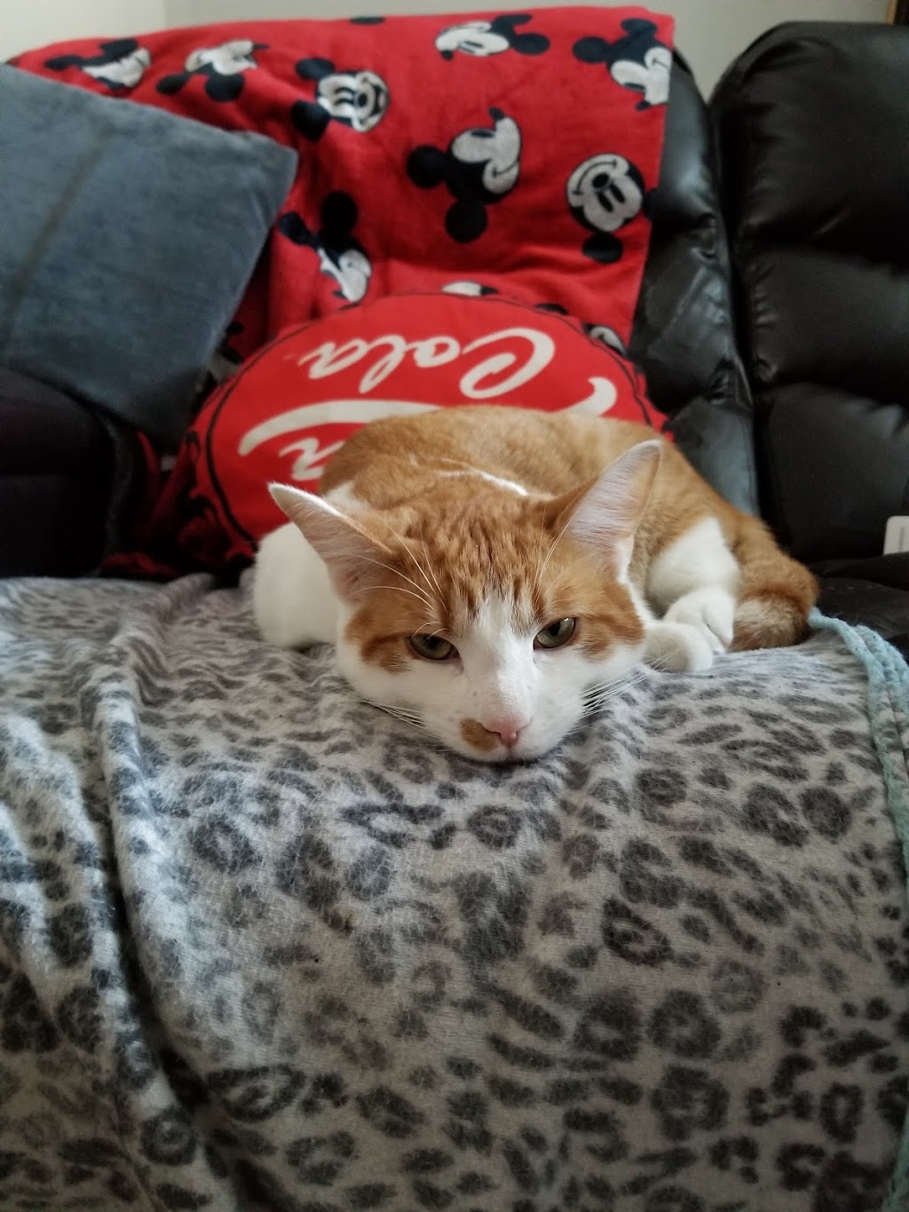SPCA Lanaudiere | 7695 QC-335, Saint-Calixte, QC J0K 1Z0, Canada | Phone: (450) 222-1112