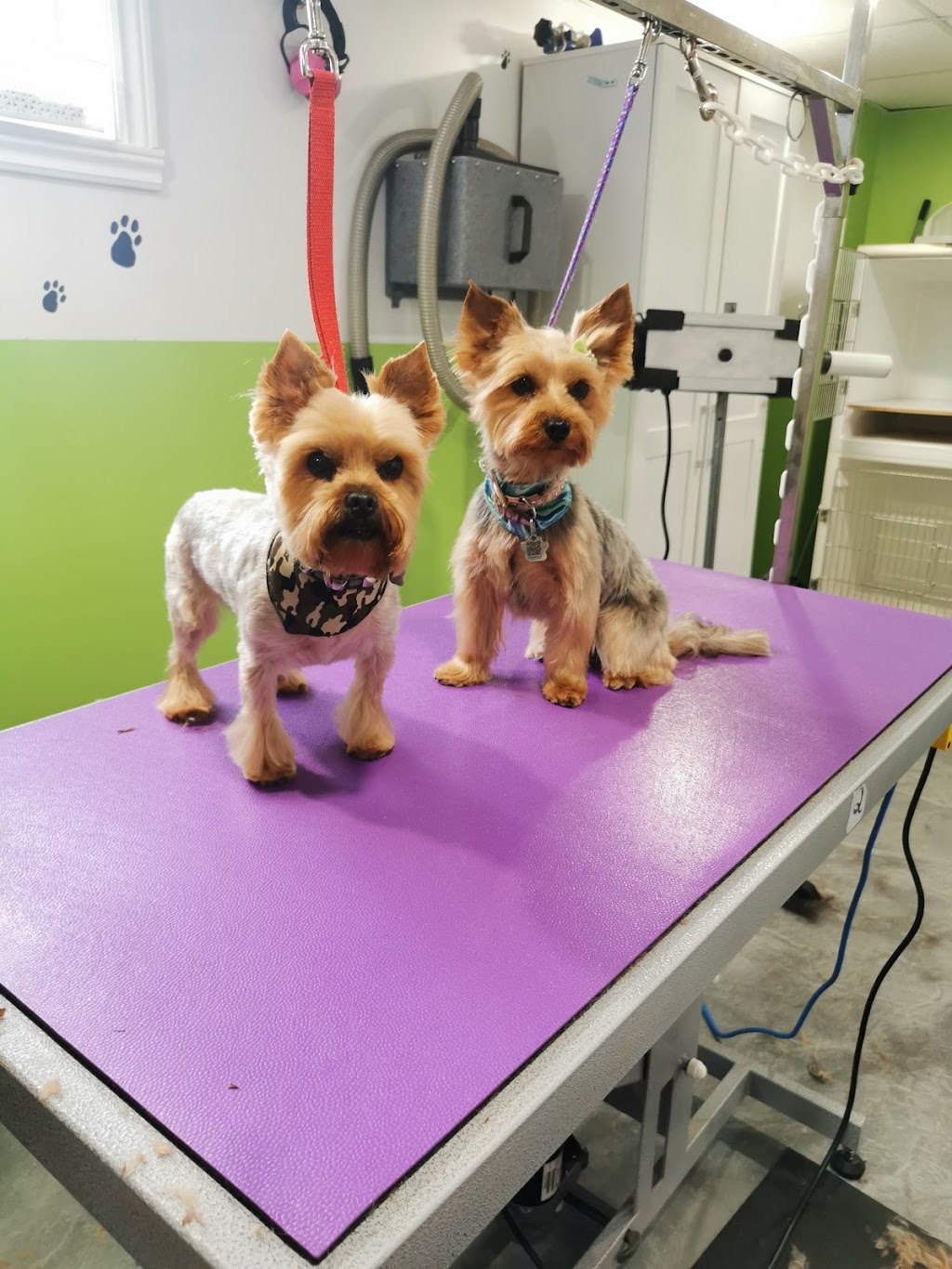 Toilettage Caméléon | 220 Chem. Yamaska, Saint-Germain-de-Grantham, QC J0C 1K0, Canada | Phone: (819) 469-6221