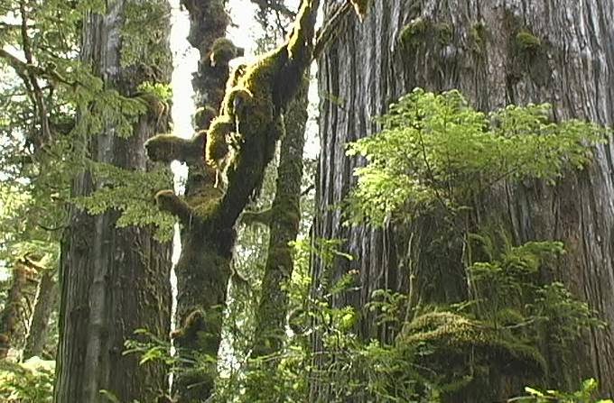 Coastal Revelations Vancouver Island BC Rainforest Tours | 910 Fern Rd E, Qualicum Beach, BC V9K 1M3, Canada | Phone: (250) 594-7002