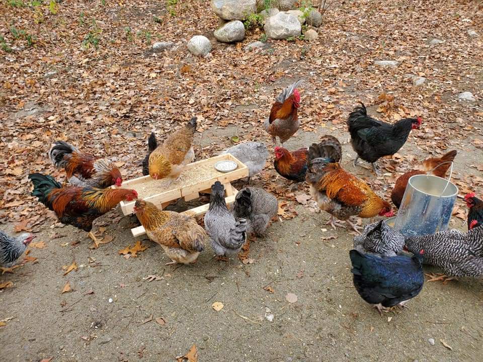Bird Road Veggies | 180 Bird Rd, Quinte West, ON K0K 3E0, Canada | Phone: (613) 847-7065
