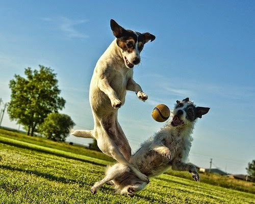 "The Woofer Walkers" GPS Tracked Dog Walking | Francis rd, No 2 Rd, Richmond, BC V7C 1K5, Canada | Phone: (778) 838-9255