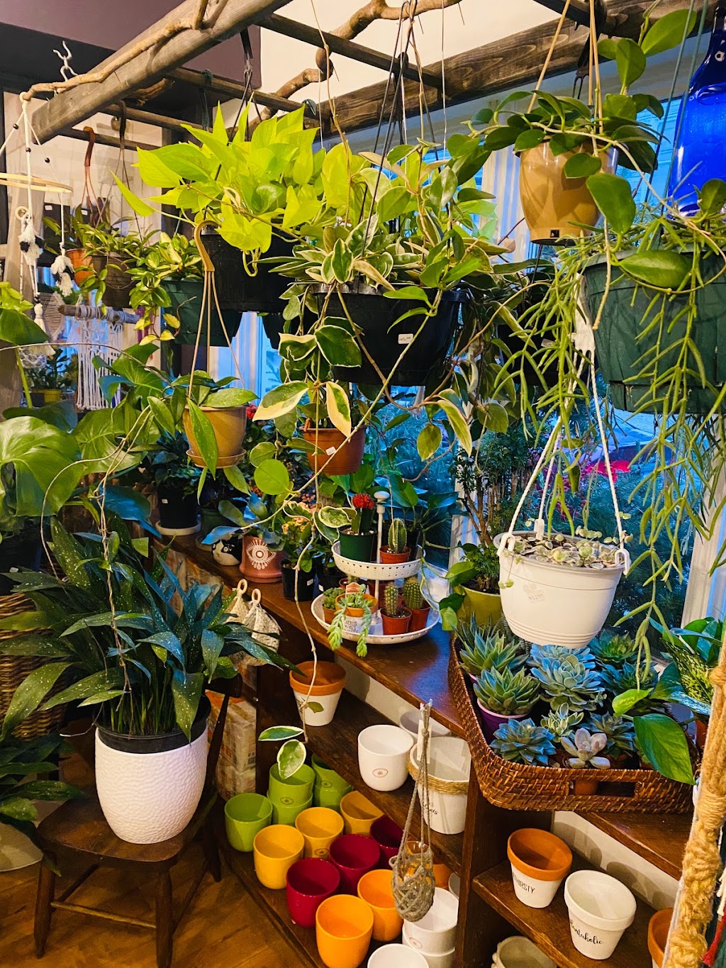 Fayes Wildflowers | 10 Pelham St, Lunenburg, NS B0J 2C0, Canada | Phone: (902) 634-8421