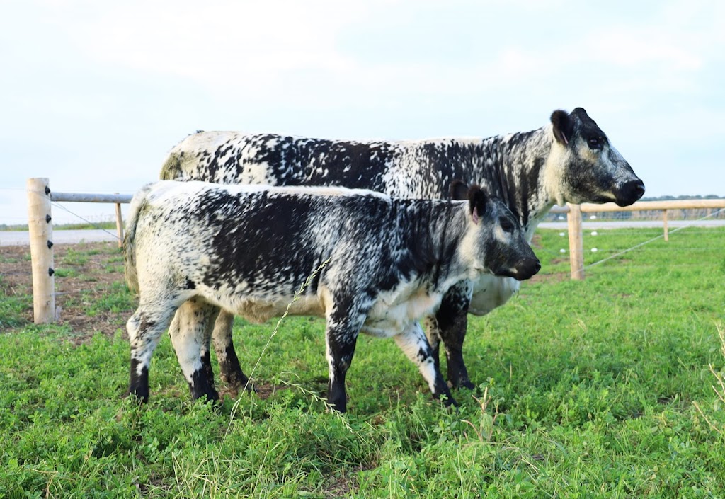 Trestle Creek Cattle Company | 7079 Line 21, Staffa, ON N0K 1Y0, Canada | Phone: (519) 301-2476