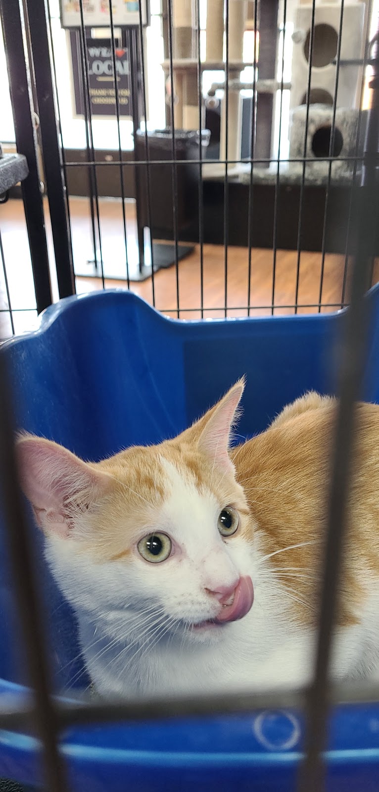 Pet Valu | 556 Montréal Rd, Ottawa, ON K1K 0T9, Canada | Phone: (613) 749-9277