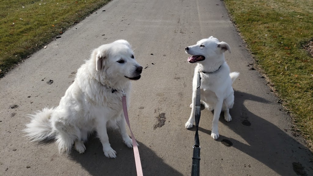 Saving Grace Animal Society | 4932 Main St, Alix, AB T0C 0B0, Canada | Phone: (403) 785-7427