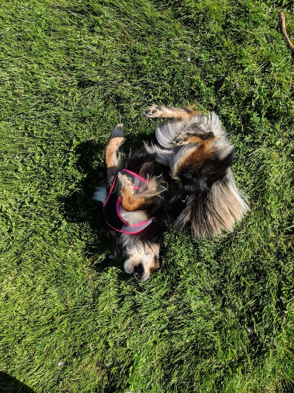 Songhees Hilltop Dog Park | 100 Saghalie Rd, Victoria, BC V9A 0A1, Canada