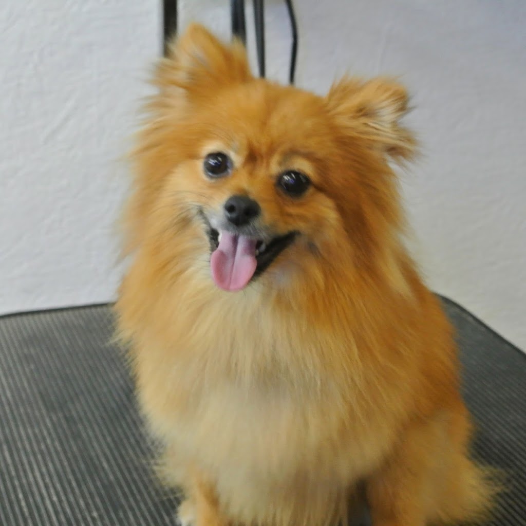 Pawparazzi Dog Grooming | 22378 132 Ave, Maple Ridge, BC V4R 2P6, Canada | Phone: (604) 477-1222