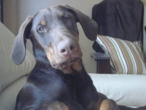 Queensway Veterinary Hospital | 415 Queensway West, Simcoe, ON N3Y 2N4, Canada | Phone: (519) 428-2630