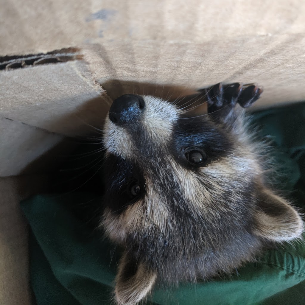Procyon Wildlife | 6441 7th Line, Beeton, ON L0G 1A0, Canada | Phone: (905) 729-0033