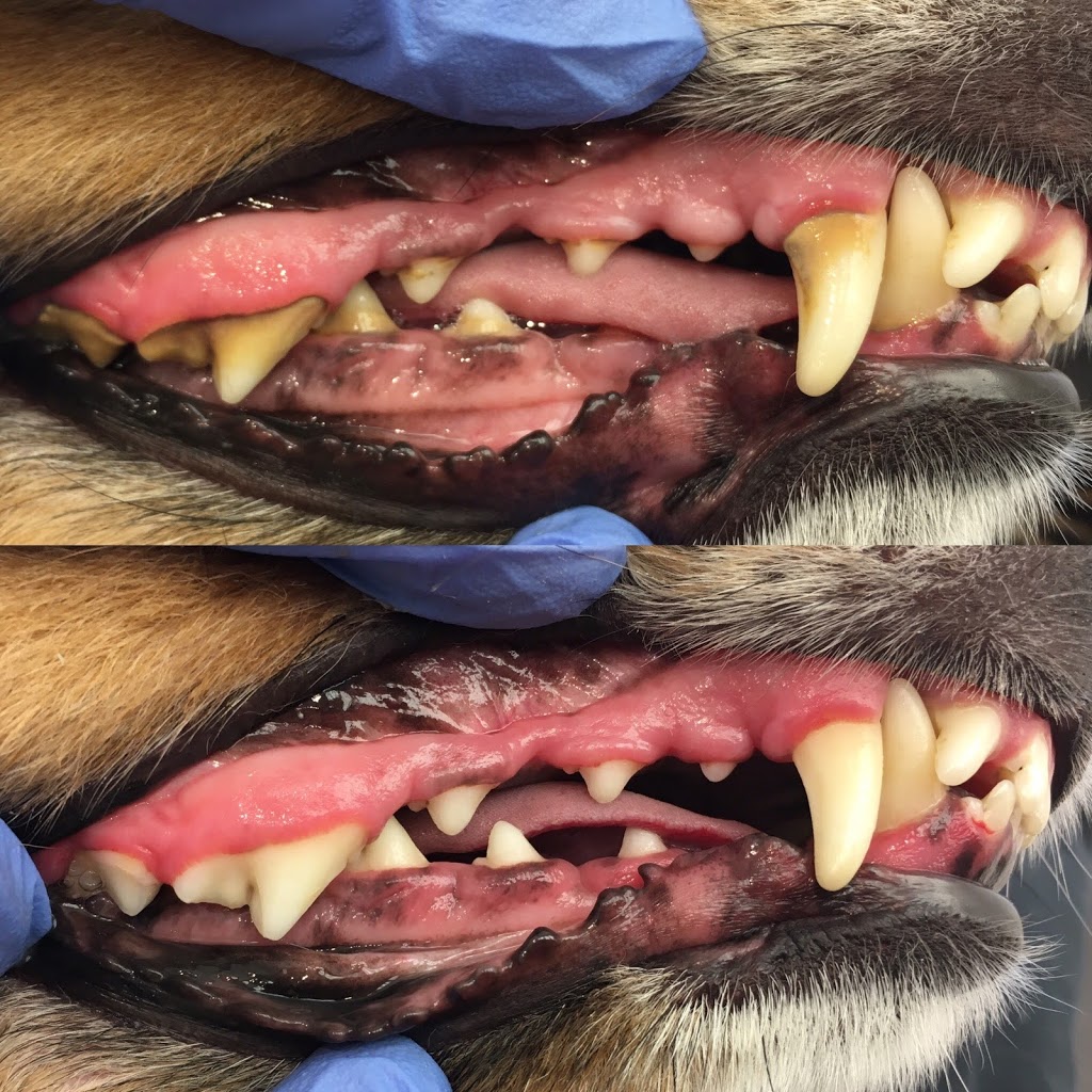 K9 Oral Hygiene | #1F 2753 Charlotte Road, Duncan, BC V9A 5J2, Canada | Phone: (250) 597-2275