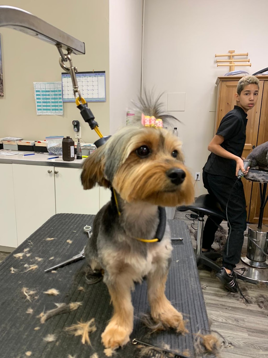 Spawsys Dog Grooming | 275 Av Elm #11, Beaconsfield, QC H9W 2E4, Canada | Phone: (514) 505-4769
