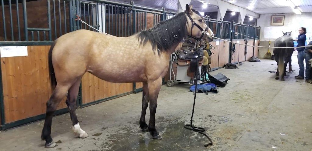 Jim Greendyk Performance Horses | 49815 Chilliwack Central Rd, Chilliwack, BC V2P 6H3, Canada | Phone: (604) 217-7700