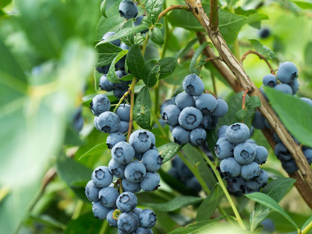 AG FARM & NURSERY | 6571 Oldfield Rd, Saanichton, BC V8M 1Y1, Canada | Phone: (250) 686-6614