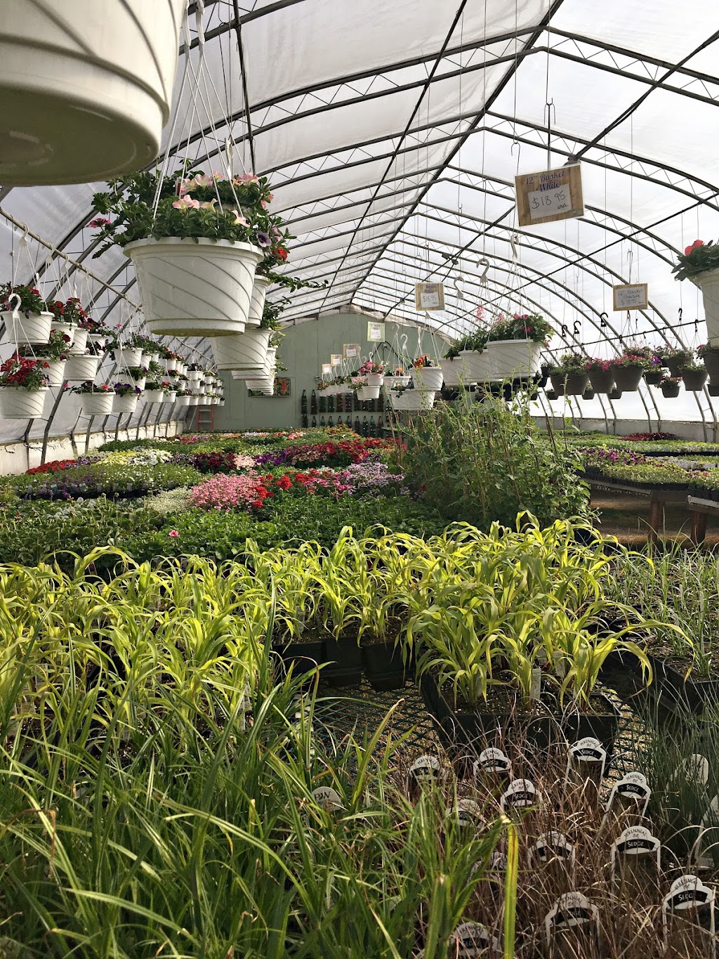 Golden Plains Greenhouse | 43 Hochstadt Dr, Kleefeld, MB R0A 0V0, Canada | Phone: (204) 377-4480