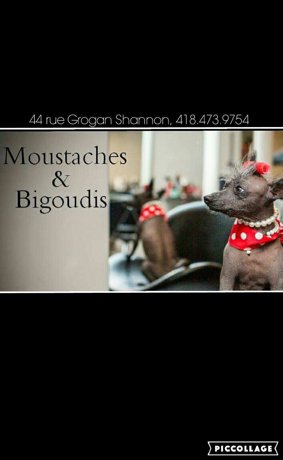 Salon De Toilettage Moustaches Et Bigoudis | 279 Boulevard Jacques Cartier # 3, Shannon, QC G3S 1P2, Canada | Phone: (418) 473-9754