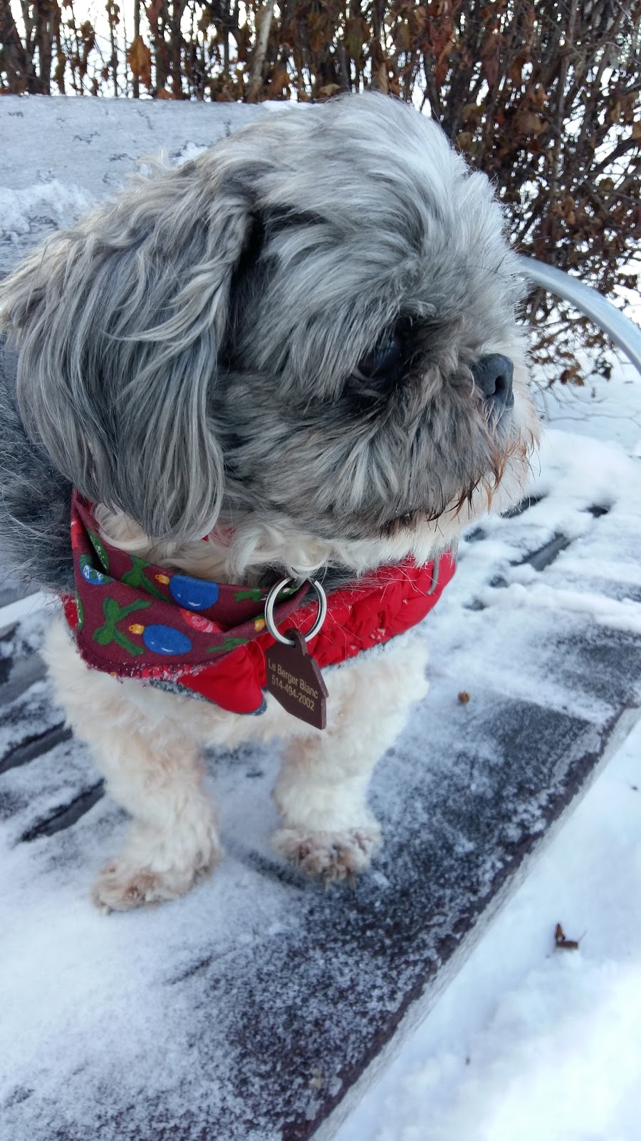 Inspecteur Canin | 678 Rue de la Visitation, Saint-Charles-Borromée, QC J6E 7S3, Canada | Phone: (450) 756-4791
