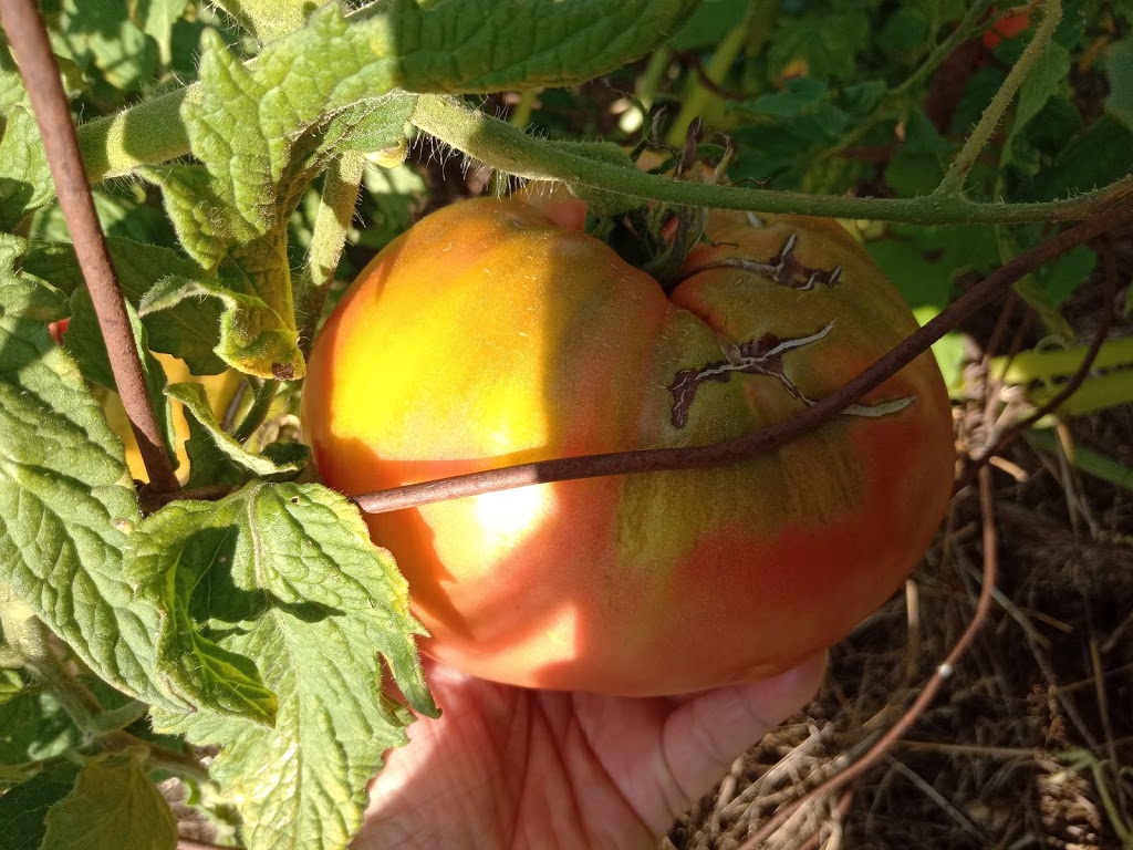 Robinson Family Farms | 59 Robinson Rd, Madoc, ON K0K, Canada | Phone: (613) 473-2678