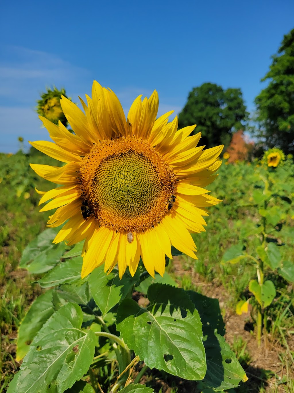 Kaylees Sunflower Patch | 20956 Loyalist Pkwy, Carrying Place, ON K0K 1L0, Canada | Phone: (613) 403-0959