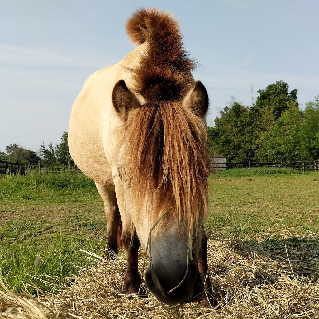 Ridgedale Equestrian (East) | 342 Kemp Rd W, Grimsby, ON L3M 4E7, Canada | Phone: (905) 979-8140
