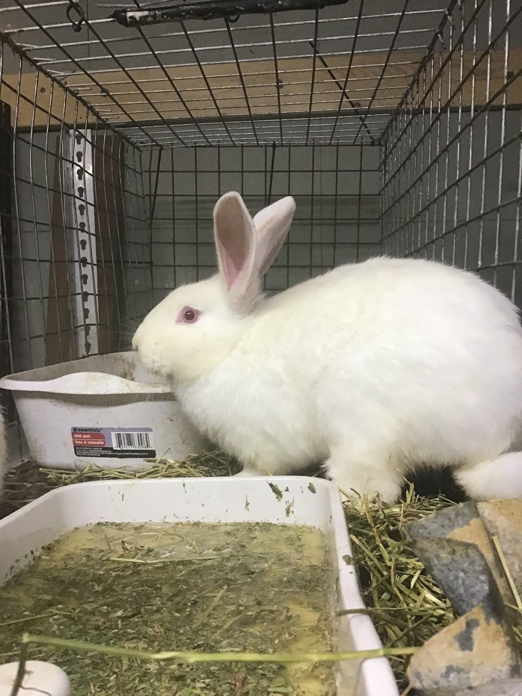Thumpers Valley Rabbity | 216 Cooper Rd, Madoc, ON K0K 2K0, Canada | Phone: (613) 661-4017