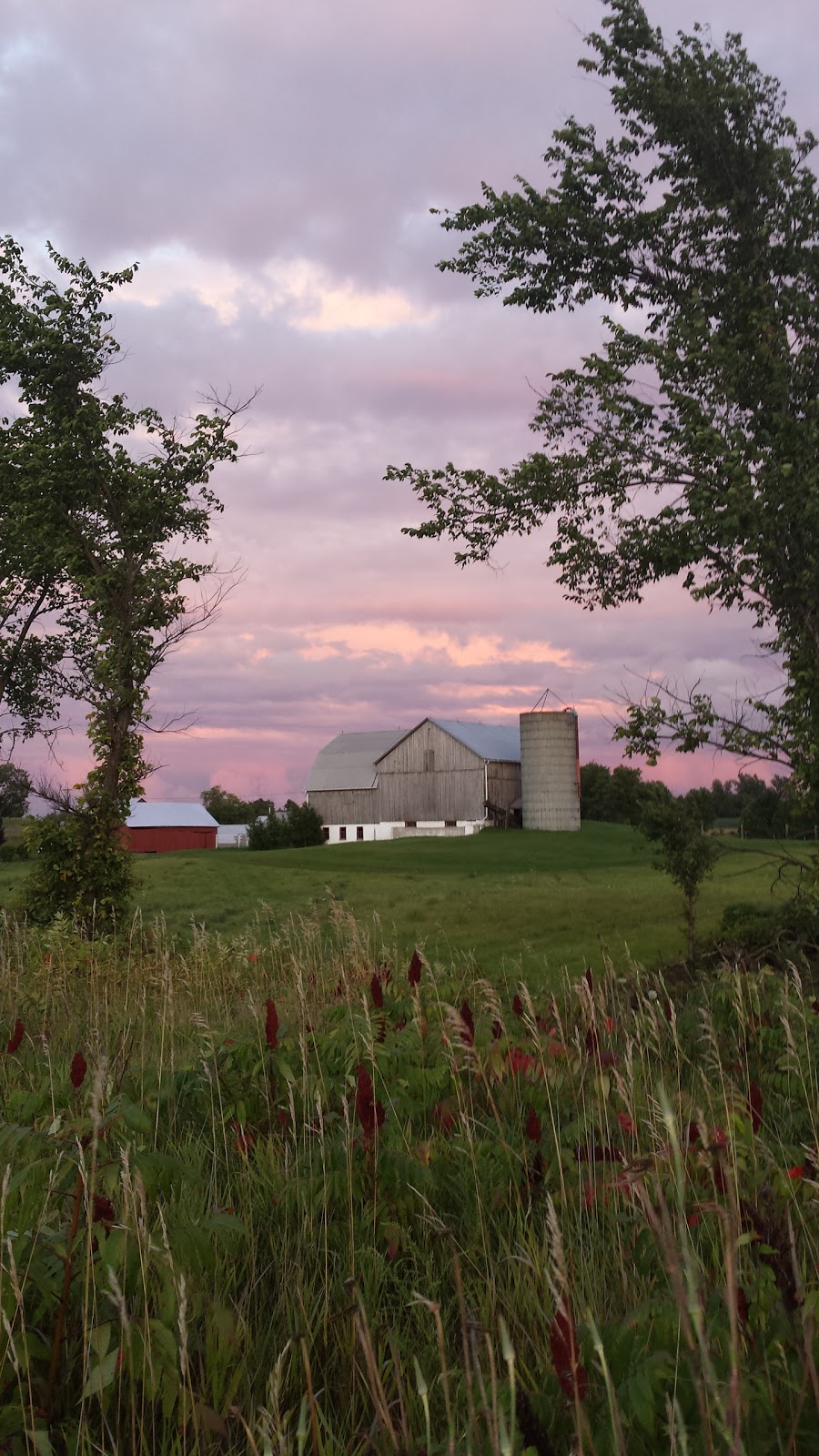English Farm Boarding Kennels | 3333 Trans-Canada Hwy #7, Norwood, ON K0L 2V0, Canada | Phone: (705) 639-8964