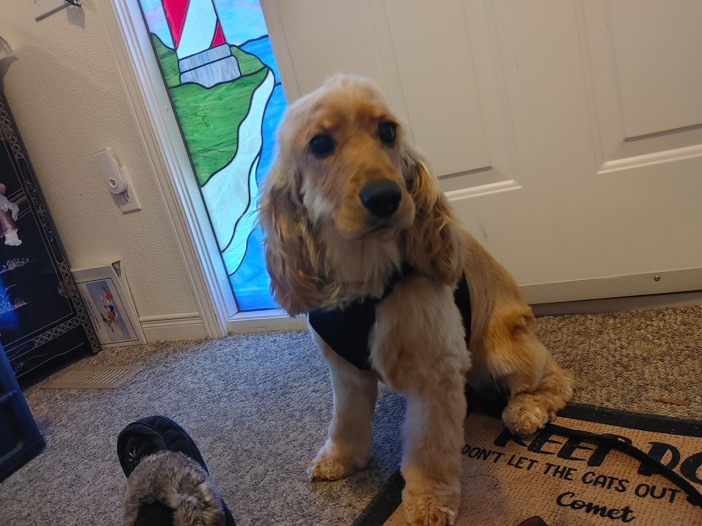 Sarahs pampered pooches | 98 sandbanks, Wellington, ON K0K 3L0, Canada | Phone: (647) 546-3698